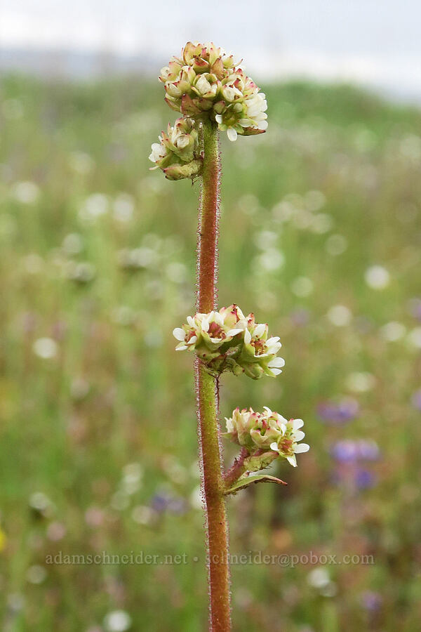 whole-leaf saxifrage (Micranthes integrifolia (Saxifraga integrifolia)) [Agate Desert Preserve, Jackson County, Oregon]