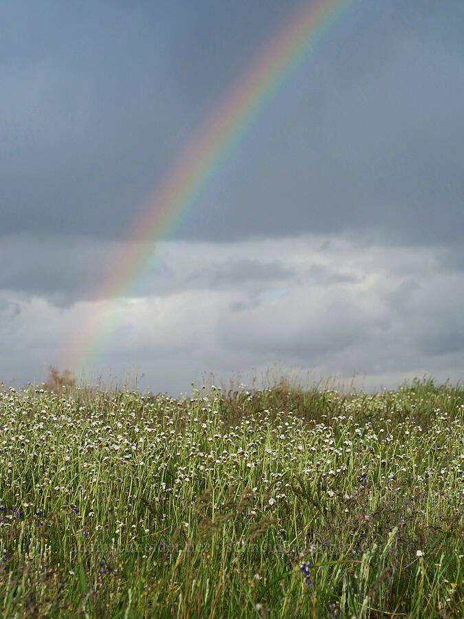 rainbow & wildflowers [Agate Desert Preserve, Jackson County, Oregon]