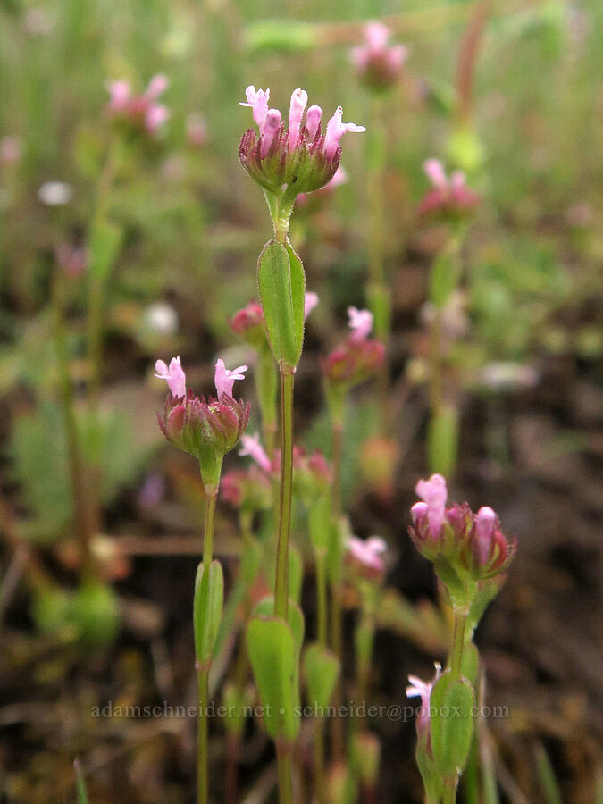 small pink plectritis (Plectritis congesta ssp. brachystemon (Plectritis brachystemon)) [Agate Desert Preserve, Jackson County, Oregon]