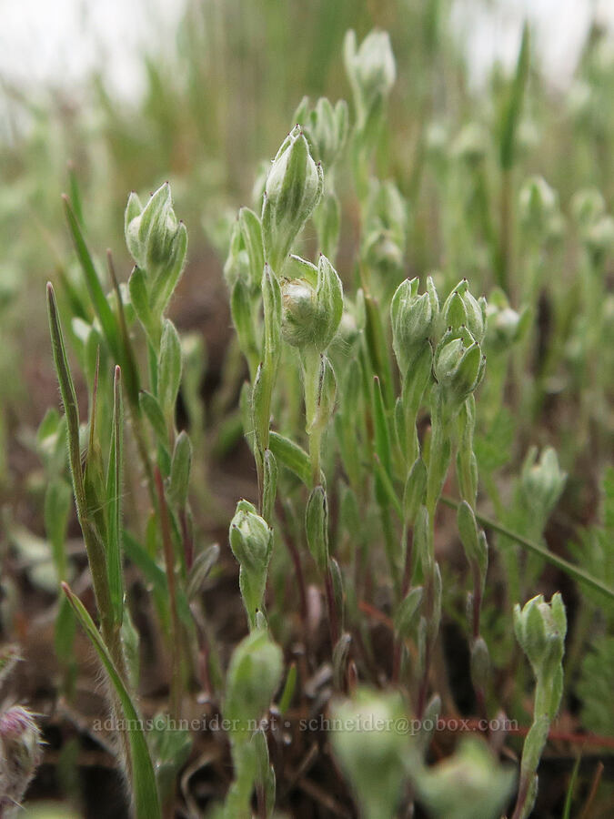 cotton-weed (Micropus californicus) [Agate Desert Preserve, Jackson County, Oregon]