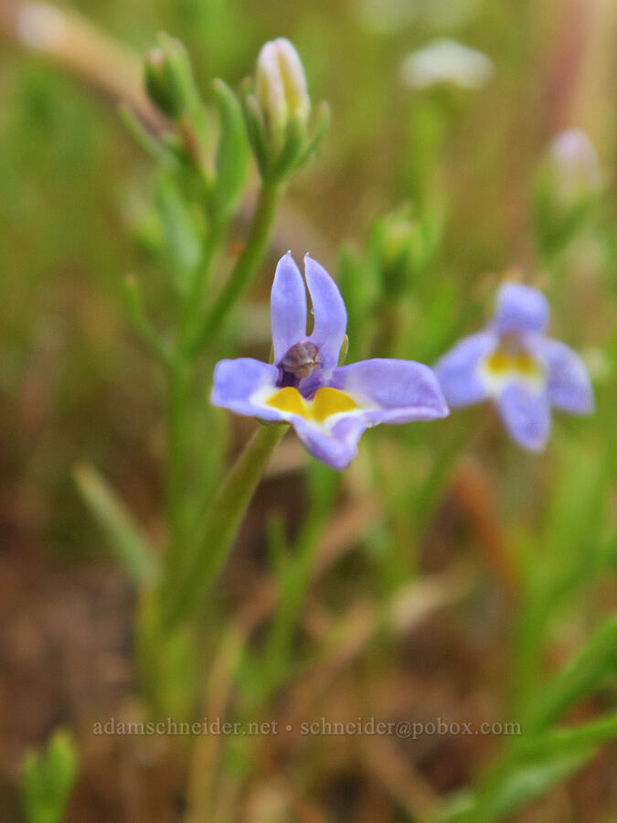 Cascade calico-flower (Downingia pulcherrima (Downingia yina)) [Agate Desert Preserve, Jackson County, Oregon]
