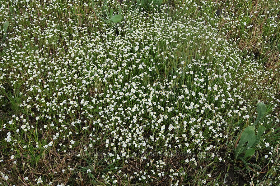 popcorn flower (Plagiobothrys sp.) [Agate Desert Preserve, Jackson County, Oregon]