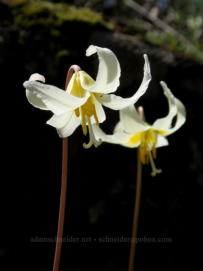 Oregon fawn lilies (Erythronium oregonum) [Briggs Creek Trailhead, Rogue River-Siskiyou National Forest, Josephine County, Oregon]