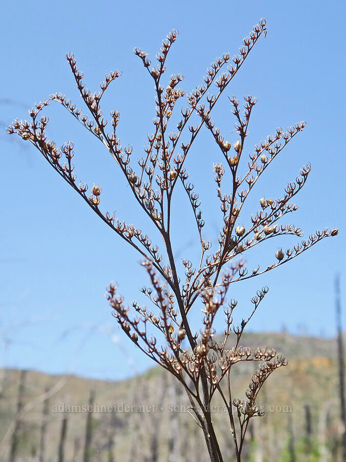 last year's yerba santa flower stalks (Eriodictyon californicum (Wigandia californica)) [Illinois River Trail, Rogue River-Siskiyou National Forest, Josephine County, Oregon]