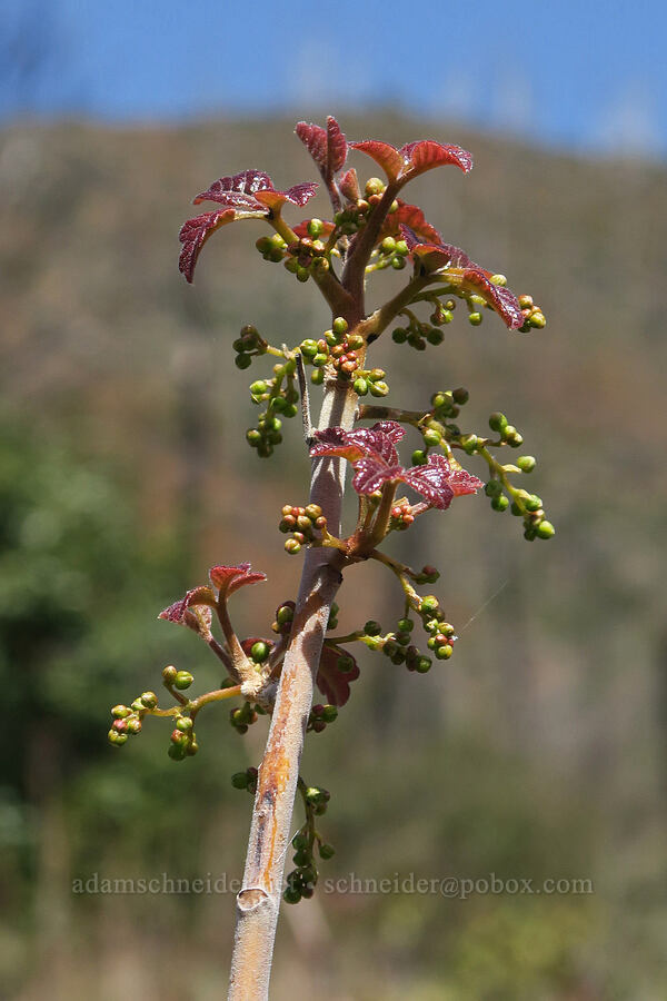 poison-oak, budding (Toxicodendron diversilobum (Rhus diversiloba)) [Illinois River Trail, Rogue River-Siskiyou National Forest, Josephine County, Oregon]