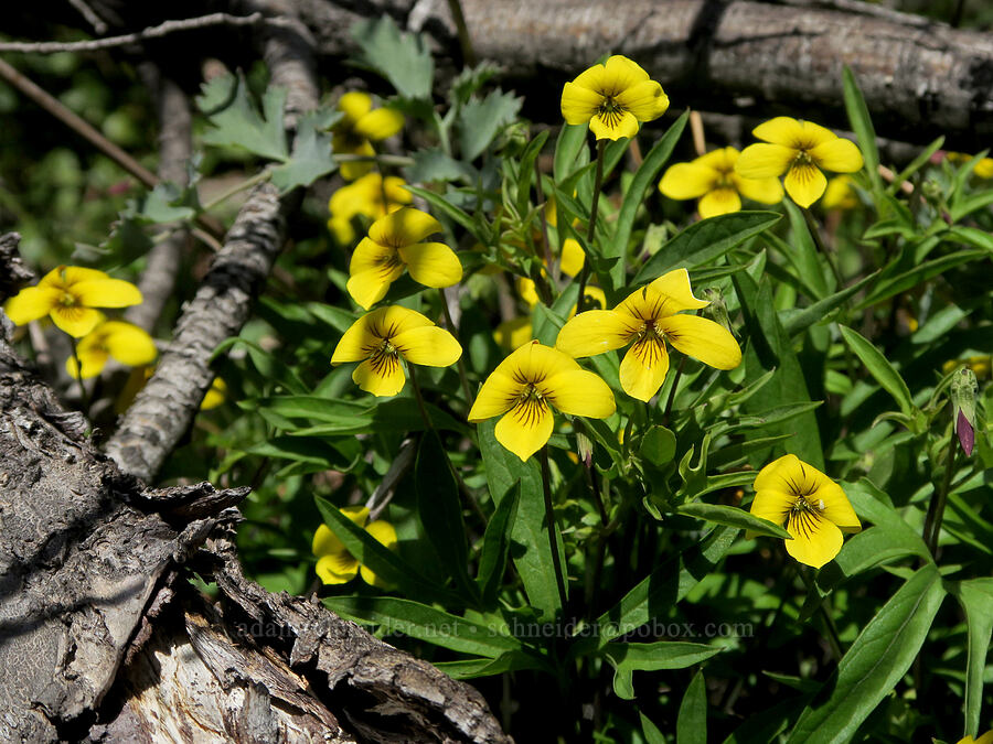 pine violets (Viola lobata ssp. lobata) [Illinois River Trail, Rogue River-Siskiyou National Forest, Josephine County, Oregon]