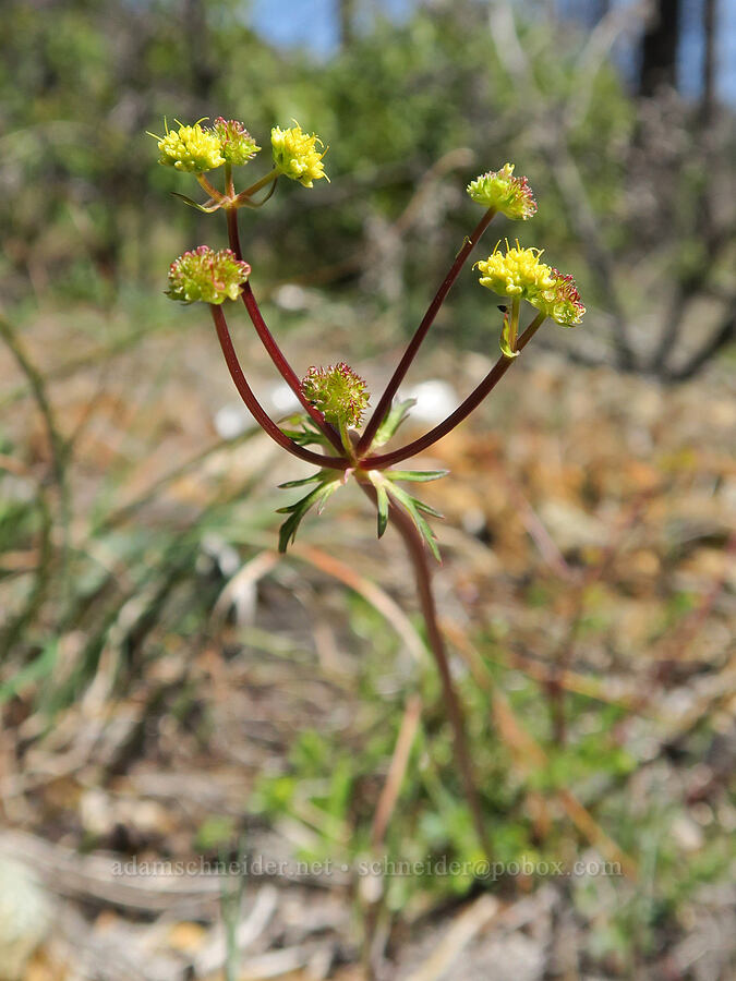 northern sanicle (?) (Sanicula graveolens) [Illinois River Trail, Rogue River-Siskiyou National Forest, Josephine County, Oregon]