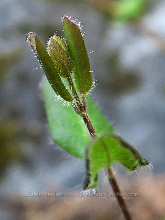 hairy honeysuckle leaves (Lonicera hispidula) [Illinois River Trail, Rogue River-Siskiyou National Forest, Josephine County, Oregon]