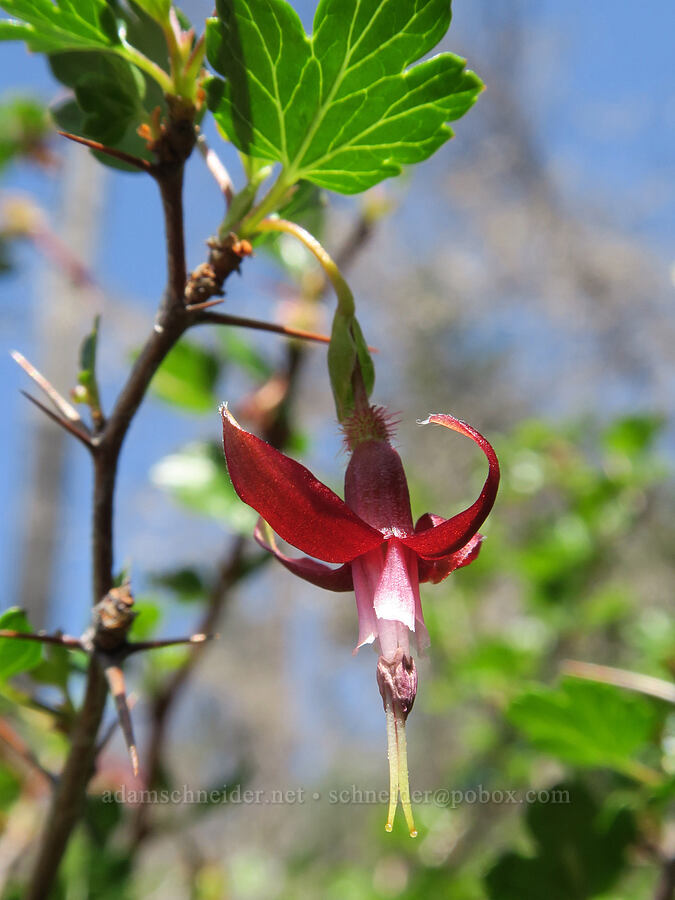 shiny-leaf gooseberry (Ribes roezlii var. cruentum (Grossularia cruenta)) [Illinois River Trail, Kalmiopsis Wilderness, Josephine County, Oregon]