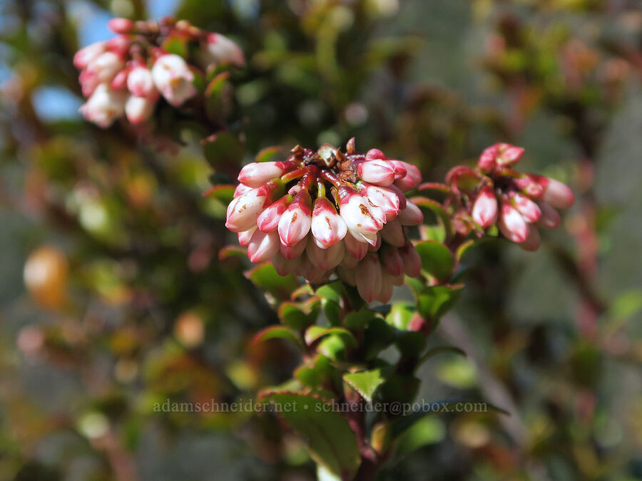 evergreen huckleberry flowers (Vaccinium ovatum) [Illinois River Trail, Kalmiopsis Wilderness, Josephine County, Oregon]