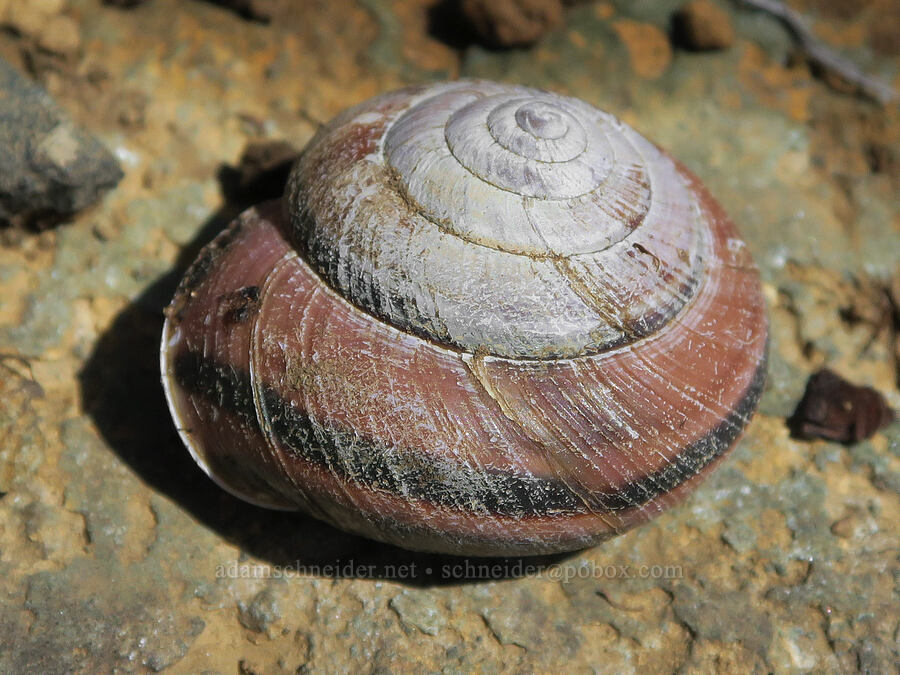 snail shell [Illinois River Trail, Kalmiopsis Wilderness, Josephine County, Oregon]
