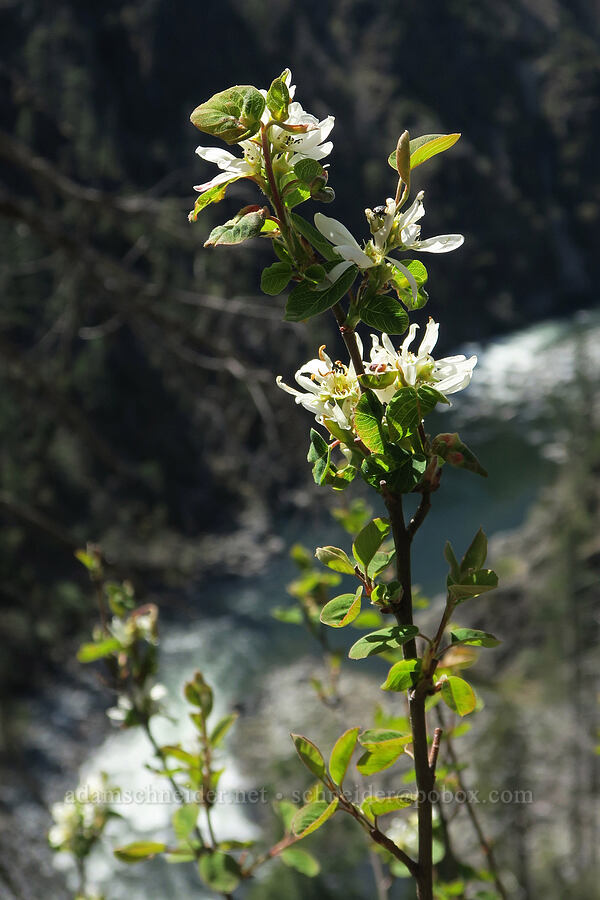 serviceberry flowers (Amelanchier alnifolia) [Illinois River Trail, Kalmiopsis Wilderness, Josephine County, Oregon]