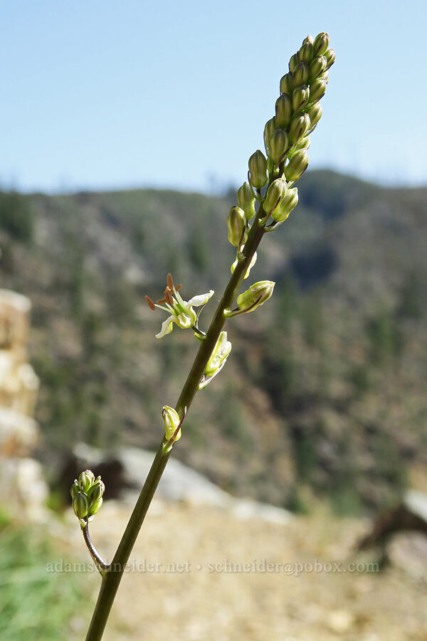 rush-lily (Hastingsia serpentinicola (Hastingsia alba)) [Illinois River Trail, Kalmiopsis Wilderness, Josephine County, Oregon]