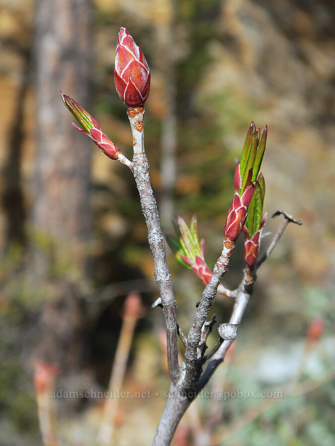 western azalea, budding (Rhododendron occidentale) [Illinois River Trail, Kalmiopsis Wilderness, Josephine County, Oregon]