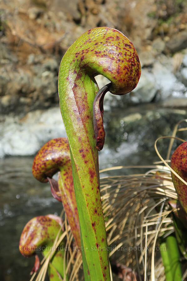 California pitcher plants (Darlingtonia californica) [Illinois River Trail, Kalmiopsis Wilderness, Josephine County, Oregon]