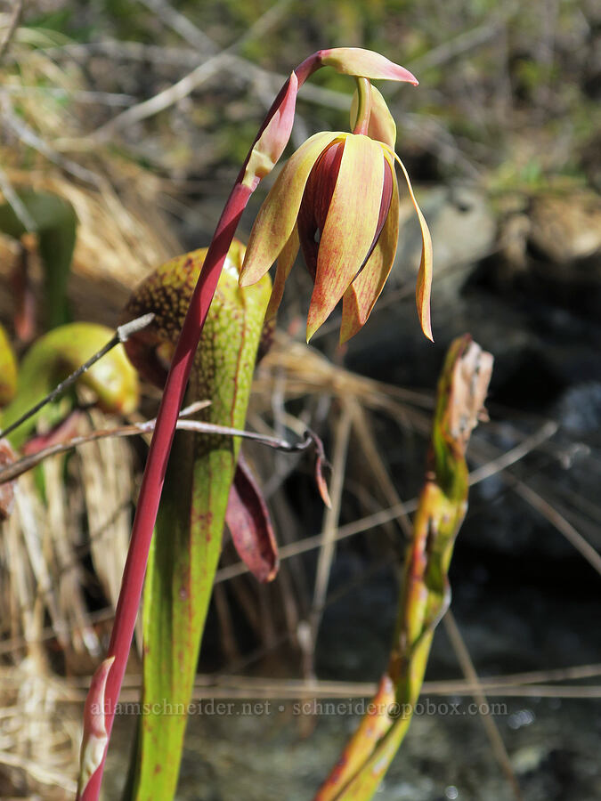 California pitcher plant flower (Darlingtonia californica) [Illinois River Trail, Kalmiopsis Wilderness, Josephine County, Oregon]