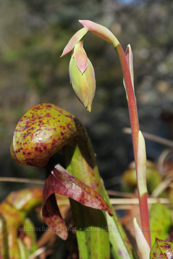 pitcher plant flower, budding (Darlingtonia californica) [Illinois River Trail, Kalmiopsis Wilderness, Josephine County, Oregon]