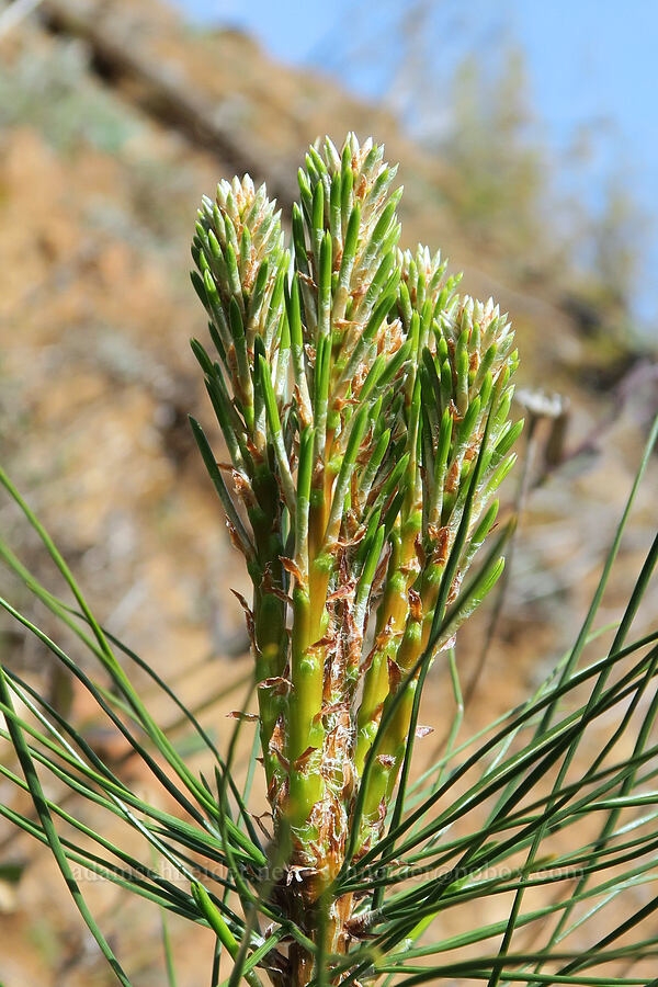 new growth on a pine (Pinus sp.) [Illinois River Trail, Kalmiopsis Wilderness, Josephine County, Oregon]