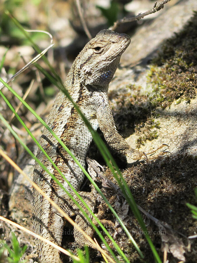 western fence lizard (Sceloporus occidentalis occidentalis) [Illinois River Trail, Kalmiopsis Wilderness, Josephine County, Oregon]
