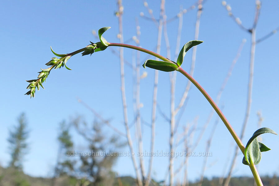 azure penstemon, budding (Penstemon azureus var. azureus) [Illinois River Trail, Kalmiopsis Wilderness, Josephine County, Oregon]