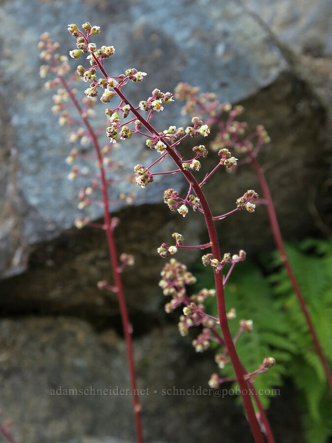 small-flowered alumroot (Heuchera micrantha) [Illinois River Trail, Kalmiopsis Wilderness, Josephine County, Oregon]