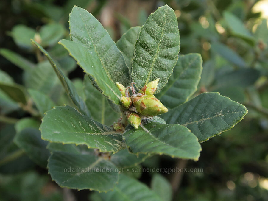 tan-oak (Notholithocarpus densiflorus (Lithocarpus densiflorus)) [Illinois River Trail, Rogue River-Siskiyou National Forest, Josephine County, Oregon]