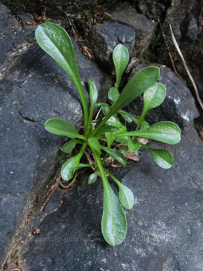 Siskiyou fleabane leaves (Erigeron cervinus) [Illinois River Trail, Rogue River-Siskiyou National Forest, Josephine County, Oregon]