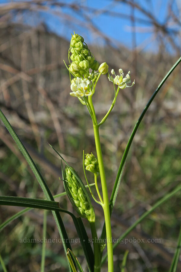 small-flowered death-camas (Toxicoscordion micranthum (Zigadenus micranthus)) [Illinois River Trail, Rogue River-Siskiyou National Forest, Josephine County, Oregon]