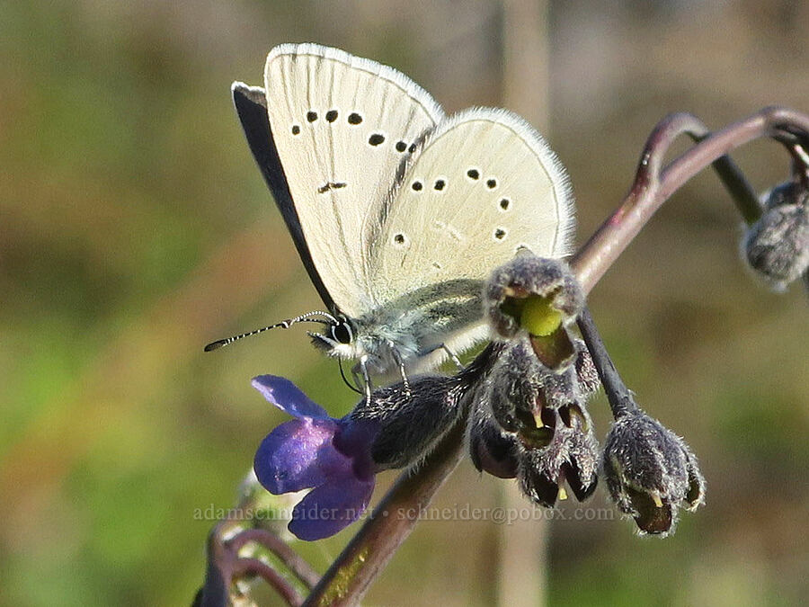 silvery blue butterfly on hound's-tongue (Glaucopsyche lygdamus, Adelinia grandis (Cynoglossum grande)) [Illinois River Road, Rogue River-Siskiyou National Forest, Josephine County, Oregon]