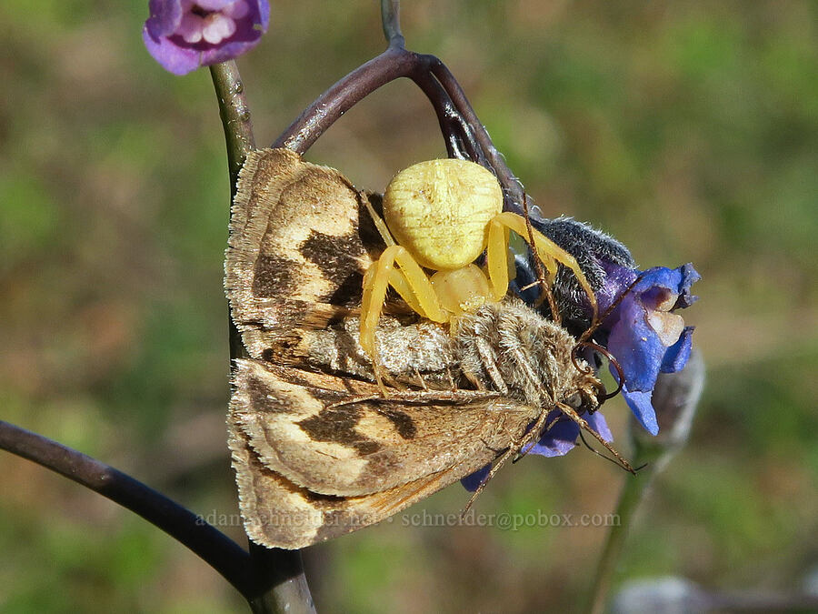 crab spider eating a moth (Misumena vatia) [Illinois River Road, Rogue River-Siskiyou National Forest, Josephine County, Oregon]