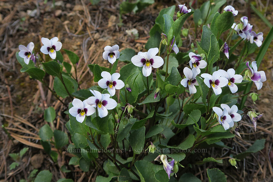 wedge-leaf violets (Viola cuneata) [Illinois River Road, Rogue River-Siskiyou National Forest, Josephine County, Oregon]