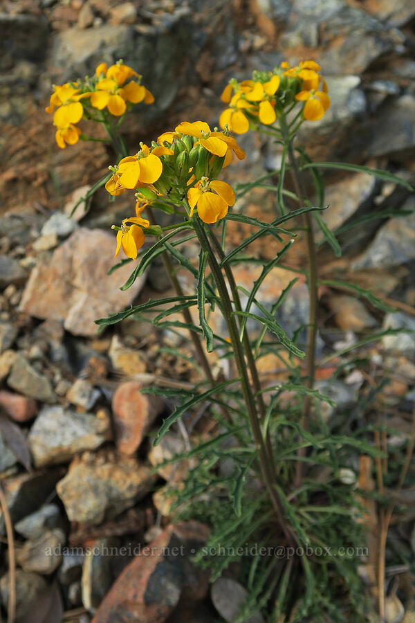 wallflower (Erysimum capitatum) [Illinois River Road, Rogue River-Siskiyou National Forest, Josephine County, Oregon]