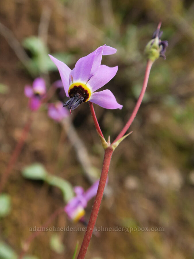 Henderson's shooting stars (Dodecatheon hendersonii (Primula hendersonii)) [Illinois River Road, Rogue River-Siskiyou National Forest, Josephine County, Oregon]