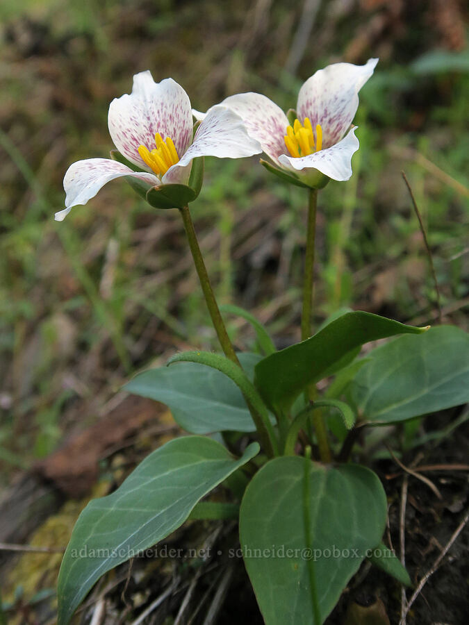 Siskiyou trillium (Pseudotrillium rivale (Trillium rivale)) [Illinois River Road, Rogue River-Siskiyou National Forest, Josephine County, Oregon]