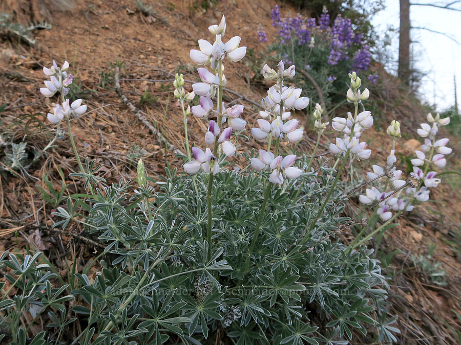 lupines (Lupinus sp.) [Illinois River Road, Rogue River-Siskiyou National Forest, Josephine County, Oregon]
