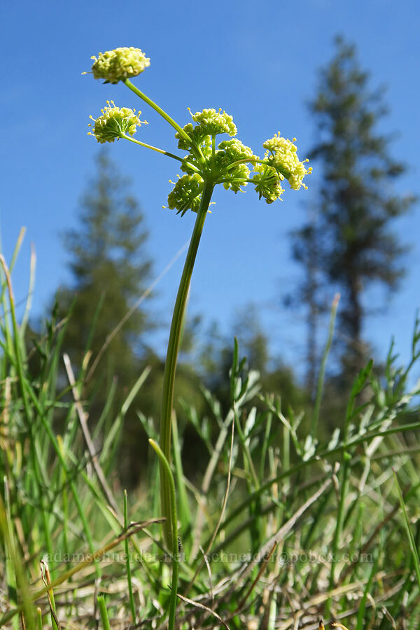 Cook's desert parsley (Lomatium cookii) [French Flat ACEC, Josephine County, Oregon]