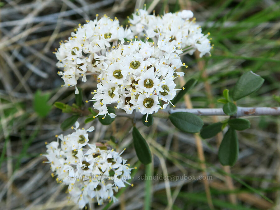 hybrid ceanothus? (Ceanothus sp.) [French Flat ACEC, Josephine County, Oregon]