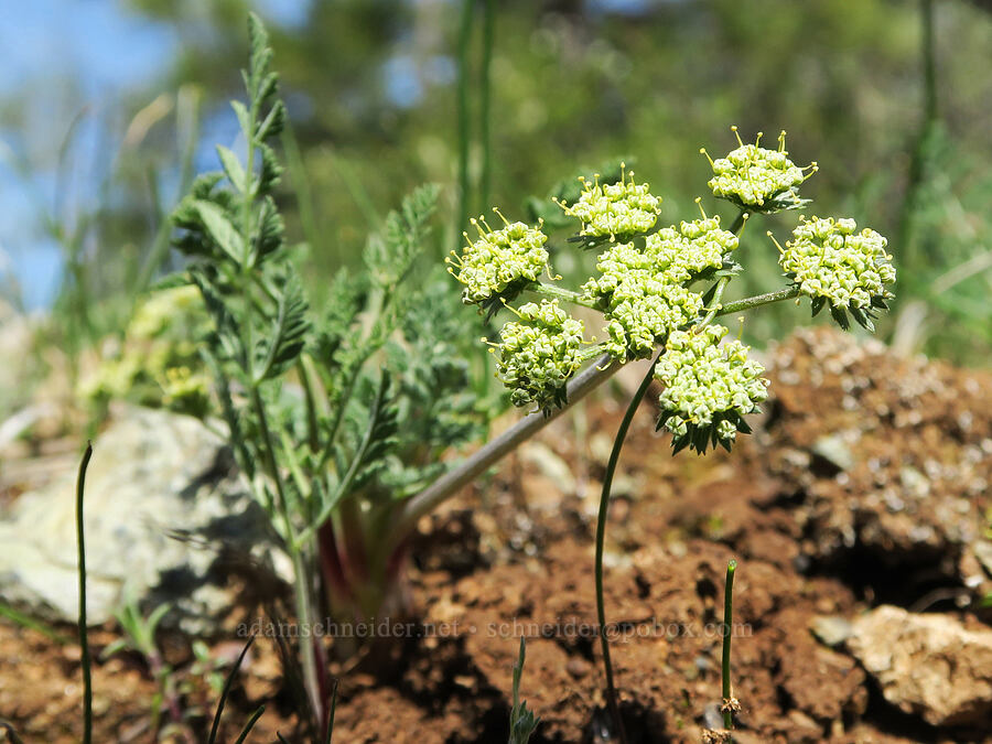 big-seed biscuitroot (Lomatium macrocarpum) [French Flat ACEC, Josephine County, Oregon]