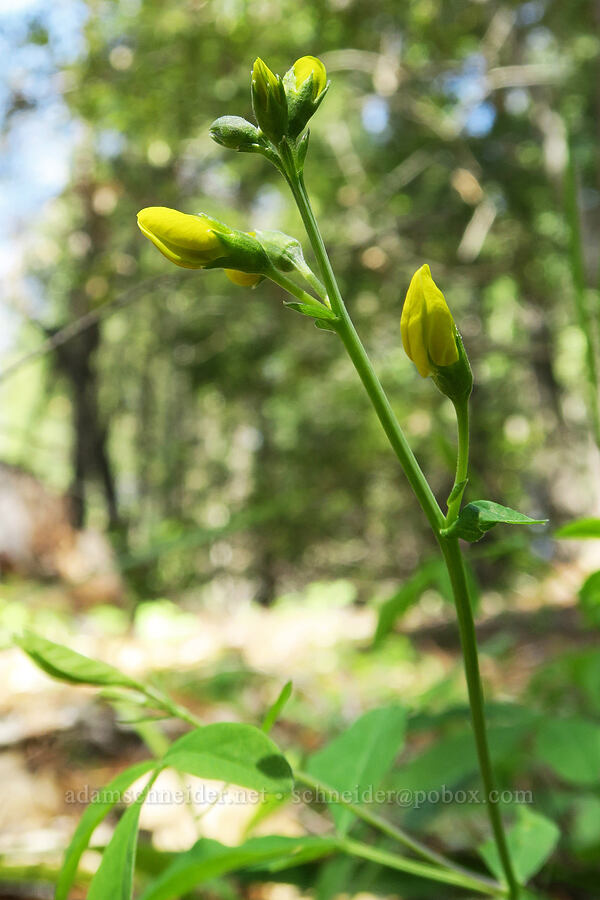 slender golden-banner (Thermopsis gracilis) [French Flat ACEC, Josephine County, Oregon]