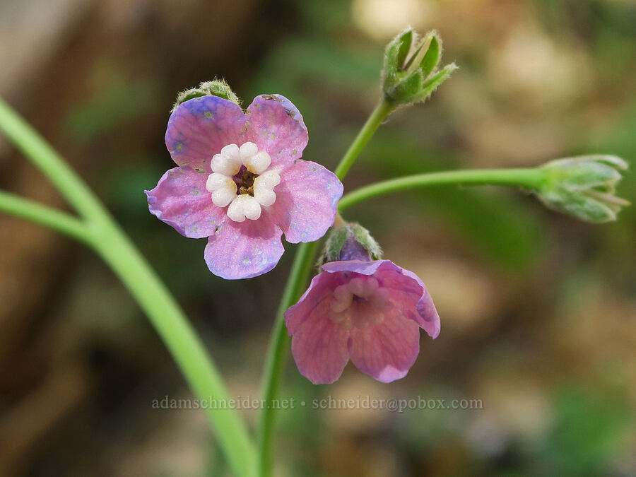 pink hound's-tongue flower (Adelinia grandis (Cynoglossum grande)) [French Flat ACEC, Josephine County, Oregon]