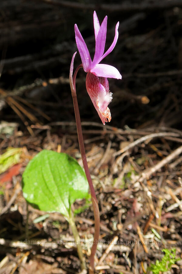fairy-slipper orchid (Calypso bulbosa var. occidentalis) [French Flat ACEC, Josephine County, Oregon]