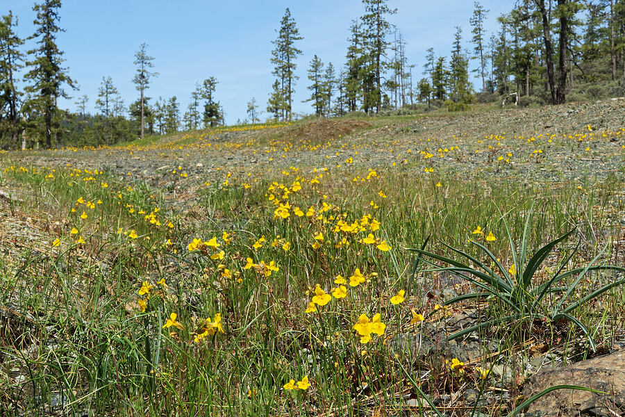 monkeyflowers (Erythranthe sp. (Mimulus sp.)) [Waldo-Takilma ACEC, Josephine County, Oregon]