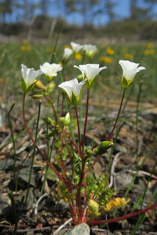 slender meadow-foam (Limnanthes alba ssp. gracilis) [Waldo-Takilma ACEC, Josephine County, Oregon]