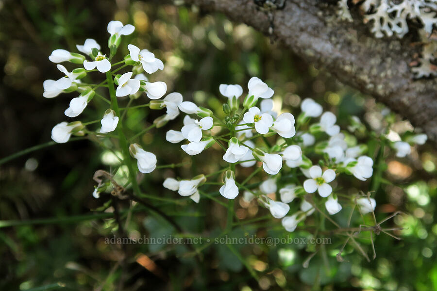 Siskiyou penny-cress (Noccaea fendleri ssp. siskiyouensis (Thlaspi montanum var. siskiyouense)) [Waldo-Takilma ACEC, Josephine County, Oregon]