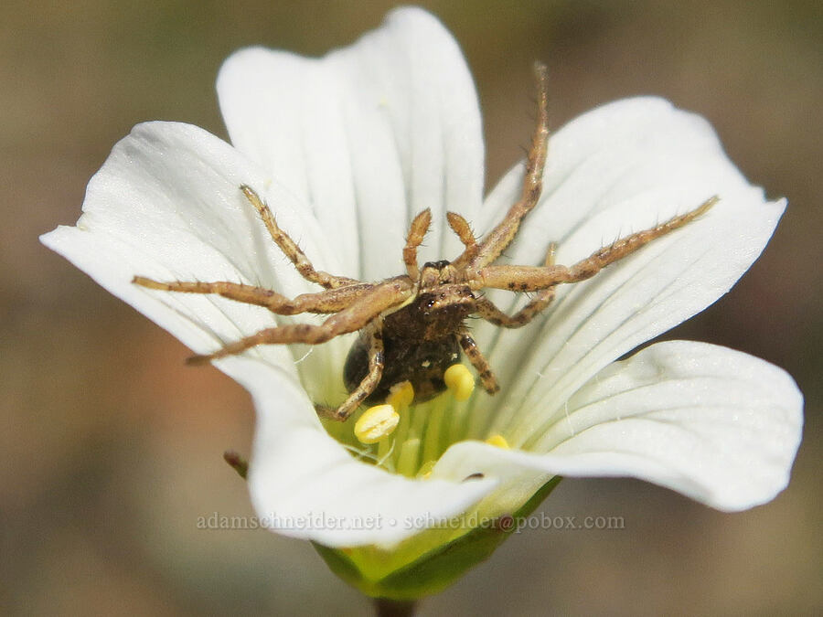 crab spider in meadow-foam (Limnanthes alba ssp. gracilis) [Waldo-Takilma ACEC, Josephine County, Oregon]