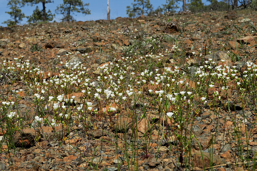 slender meadow-foam (Limnanthes alba ssp. gracilis) [Waldo-Takilma ACEC, Josephine County, Oregon]
