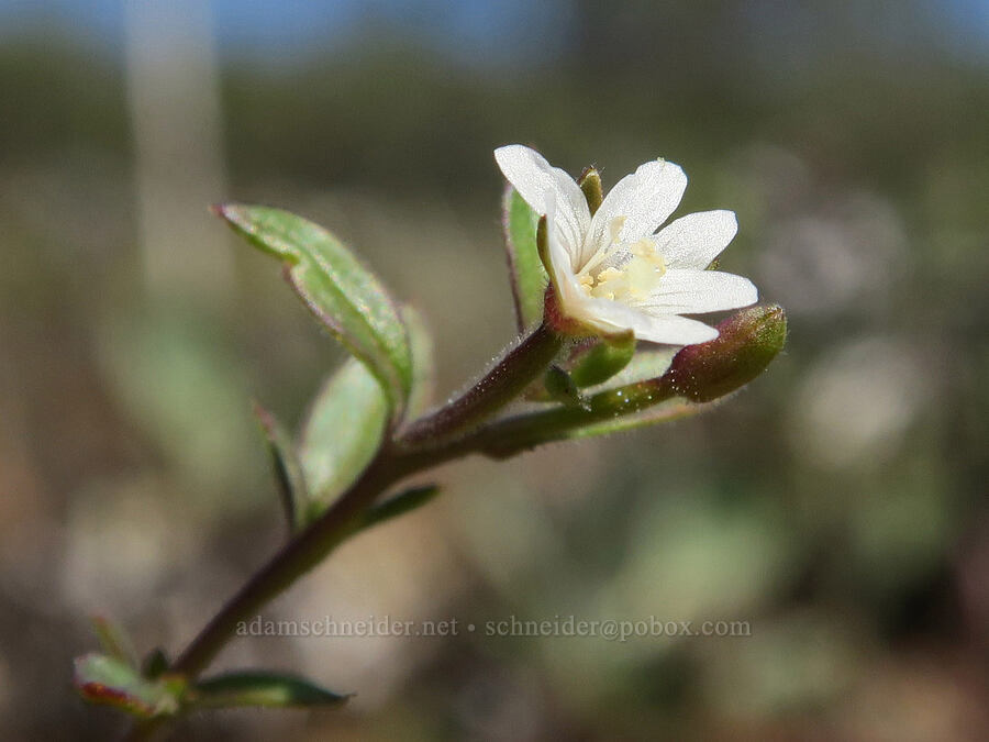 willow-herb (Epilobium sp.) [Waldo-Takilma ACEC, Josephine County, Oregon]