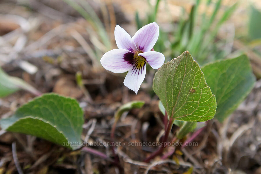 wedge-leaf violet (Viola cuneata) [Waldo-Takilma ACEC, Josephine County, Oregon]