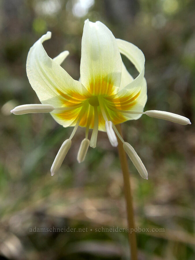 lemon fawn lily (Erythronium citrinum) [Waldo-Takilma ACEC, Josephine County, Oregon]