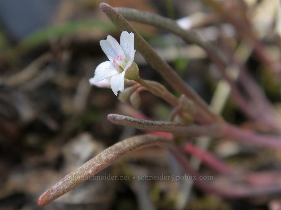 pale/serpentine spring-beauty (Claytonia exigua ssp. exigua (Montia exigua ssp. exigua)) [Waldo-Takilma ACEC, Josephine County, Oregon]